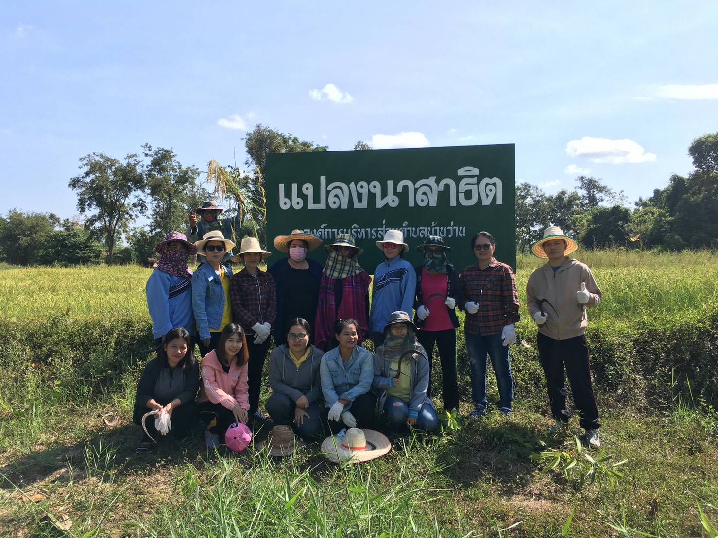 ลงแขกเกี่ยวข้าว แปลงนาสาธิต